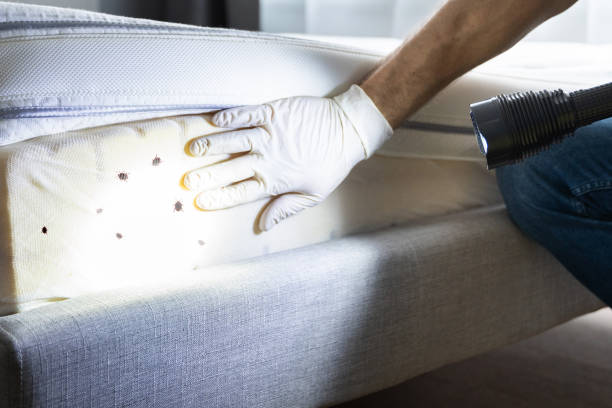 Flea Control Services in Makaha, HI