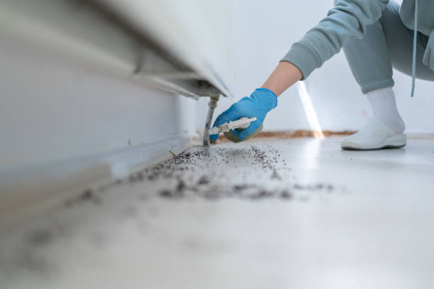 Best Affordable Pest Control Services  in Makaha, HI